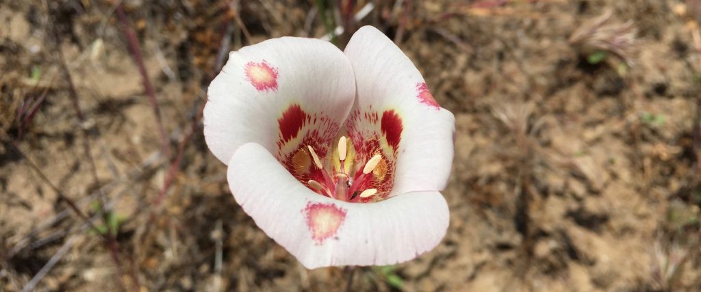 Butterfly Mariposa Lily