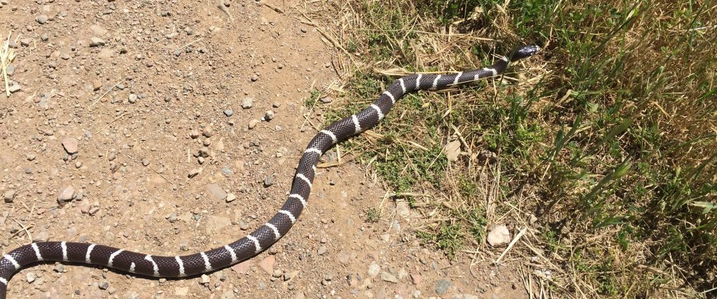 California Kingsnake
