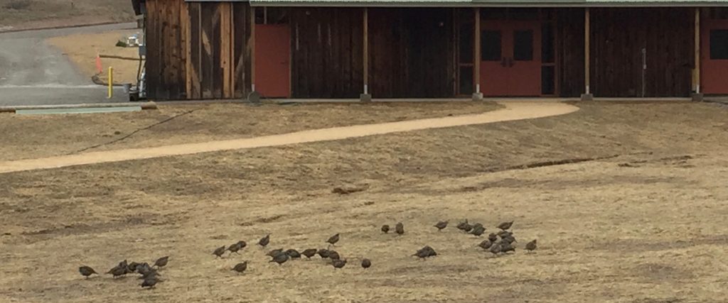 California Quail