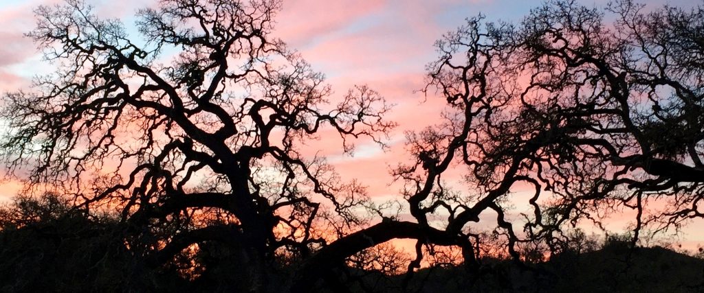 Sunset & Oaks