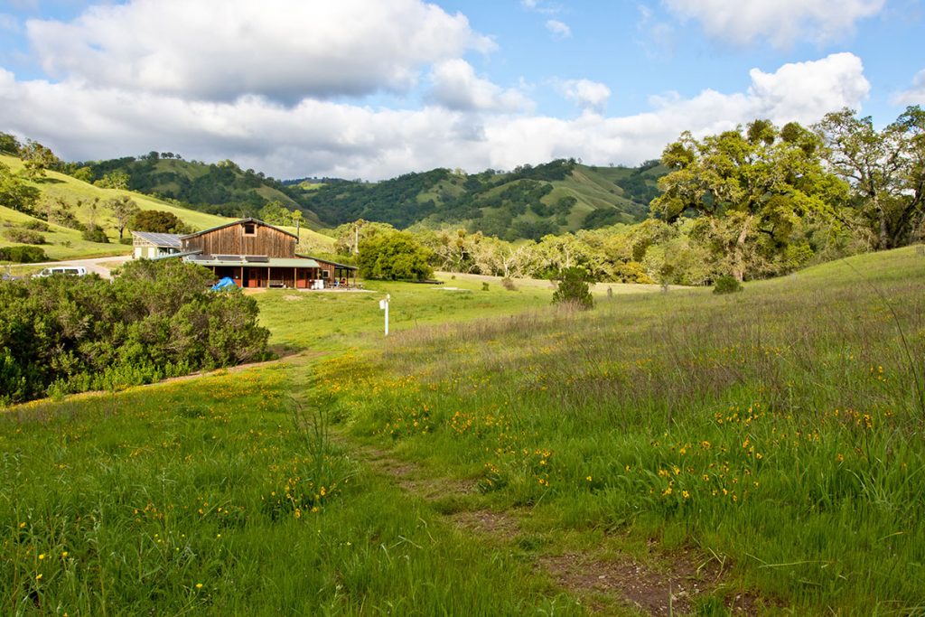 Blue Oak
